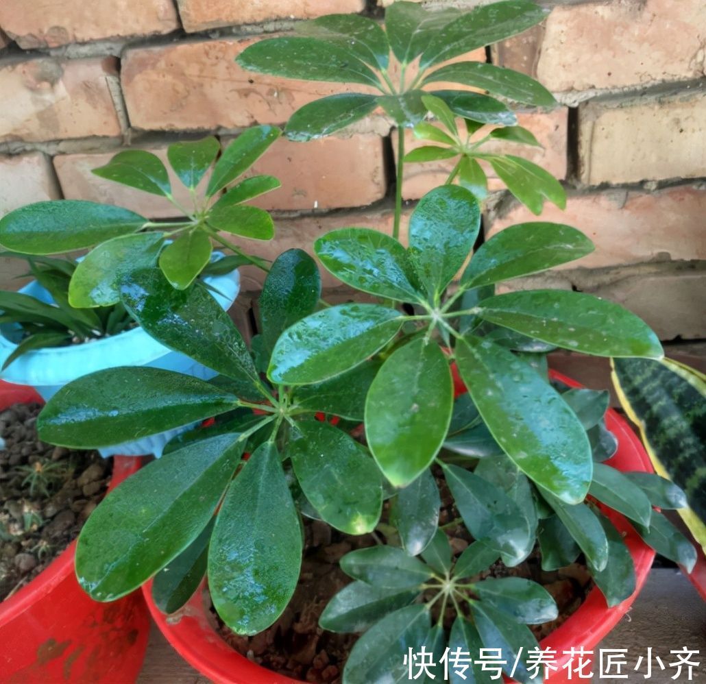 网红植物“七叶莲”,别被名字骗了,市场上很多,价格很低廉