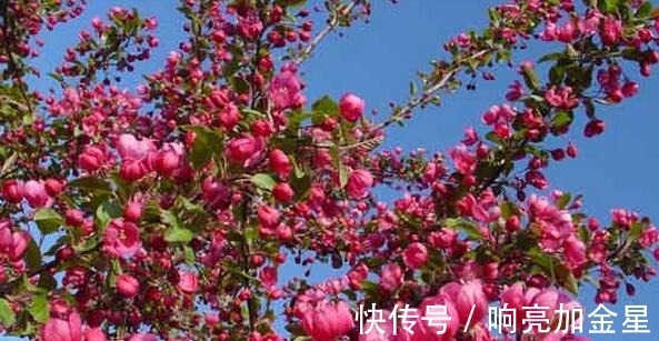 院子里有空地种上这“三种树”,不仅美化环境,寓意美好旺家!