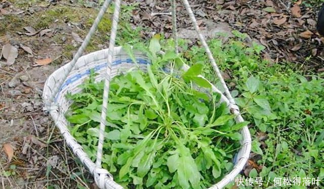 這種野菜是天然維生素,古時稱為“百歲羹”,老人常吃