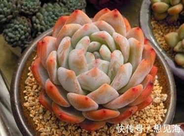 阳台也能养出漂亮多肉,这5款莲座肉肉,好养又省心,新手放心养