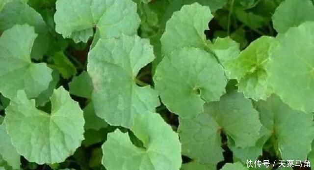 采摘|农村这种野草有剧毒,老农民却称它为“解毒王”,见到别随意采摘