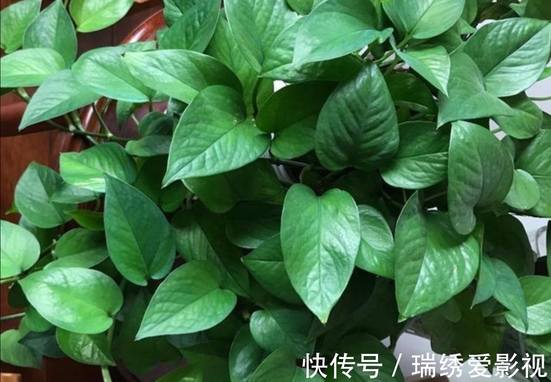 绿萝喜欢喝“2种水”,半个月浇一次,叶子变得油绿又光亮