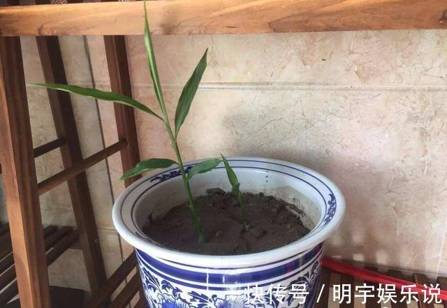 厨房吃不完的5种菜，种“花盆里”，变盆景开花美，能吃好几茬