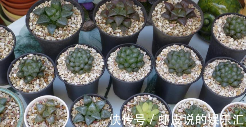 该怎么帮助“新买”的多肉服盆?10年经验的花友:搞定3点“OK”