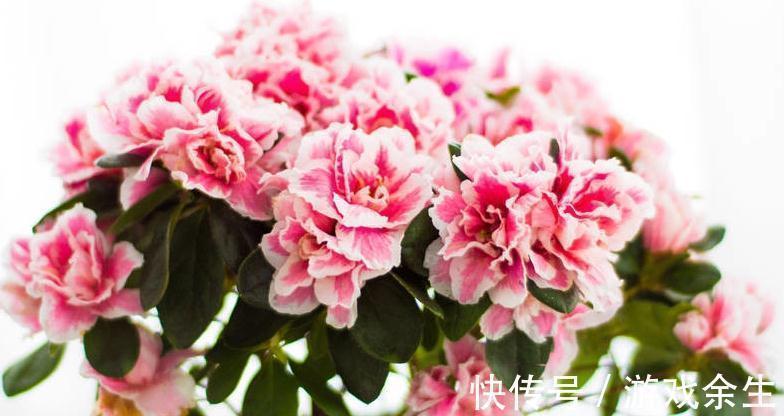 养花就这么简单，种过一两盆花就知道了，只要记住几个字