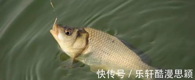 浙江一男子野钓频繁“双咬”，两小时钓获20多斤，网友神级钓手