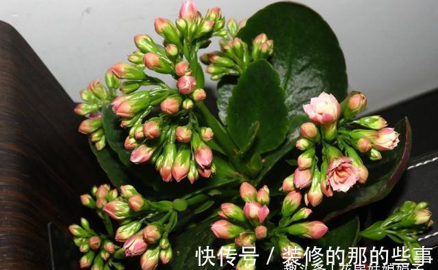 长寿花轻轻一碰就掉叶子,是这几个方面的情况造成的,要及时处理