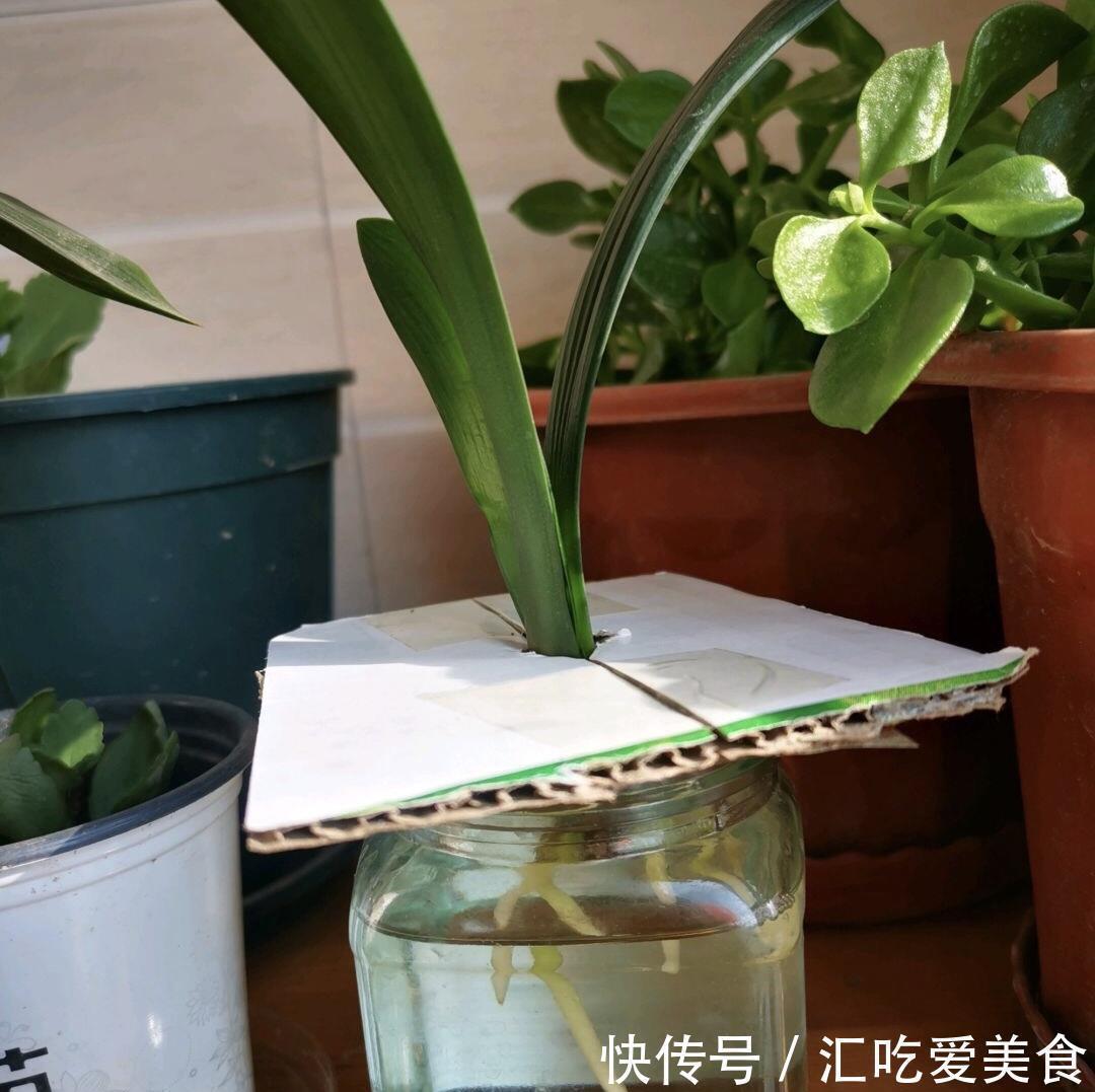 河沙|给裸根君子兰“催根”,教你3个方法,养40天冒出“大粗根”