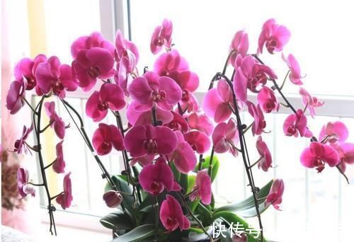 这10种花超级怕冷，再不搬进屋，小心只剩下盆了