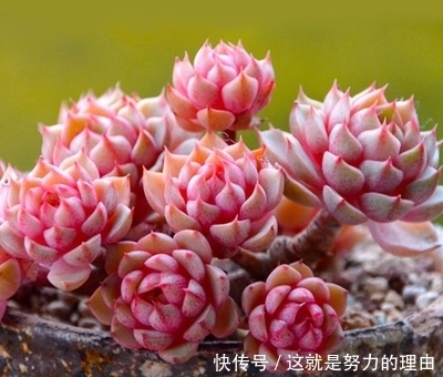 养花盆土易板结?教你几个小技巧,轻松解决,疏松肥沃,养啥旺啥