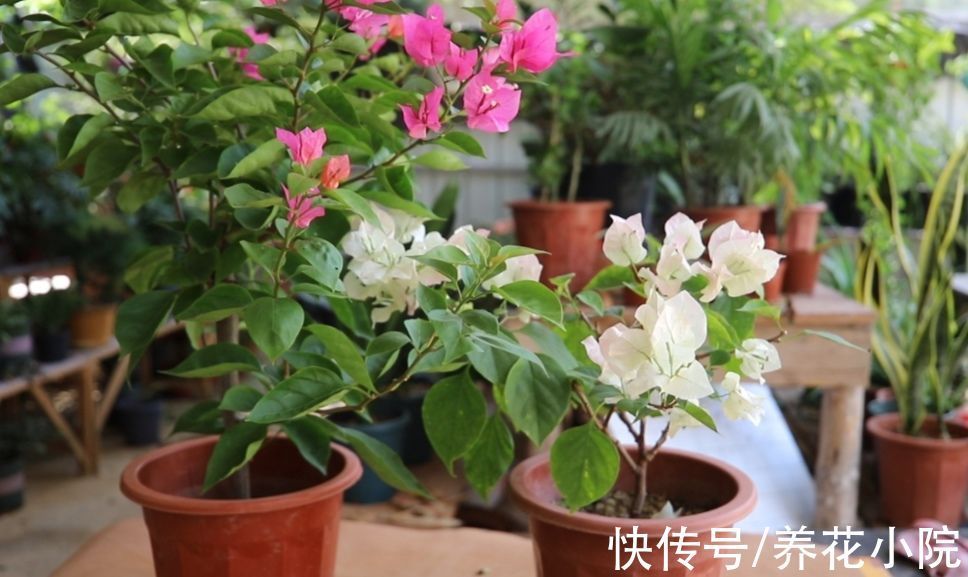 养花|家庭养花,4种废水别乱浇花,难怪老是出现烂根黄叶