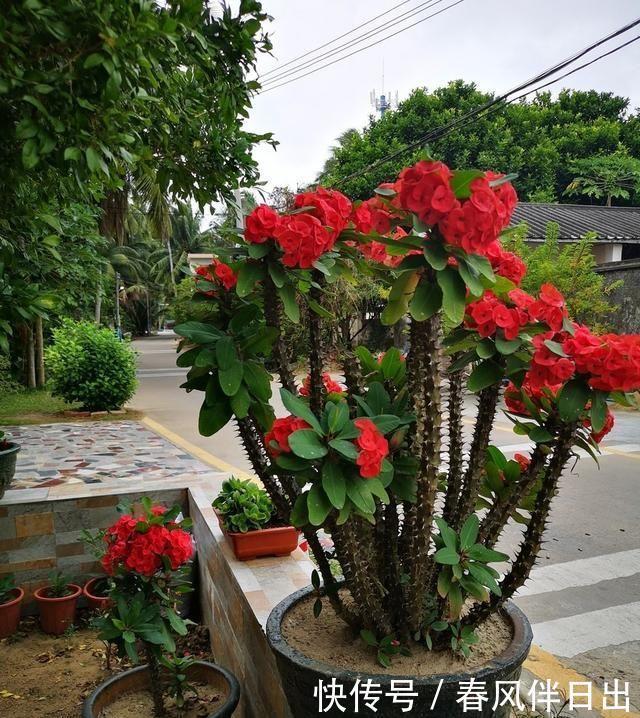 开花的时候,到底要不要施肥?很多人都不知道