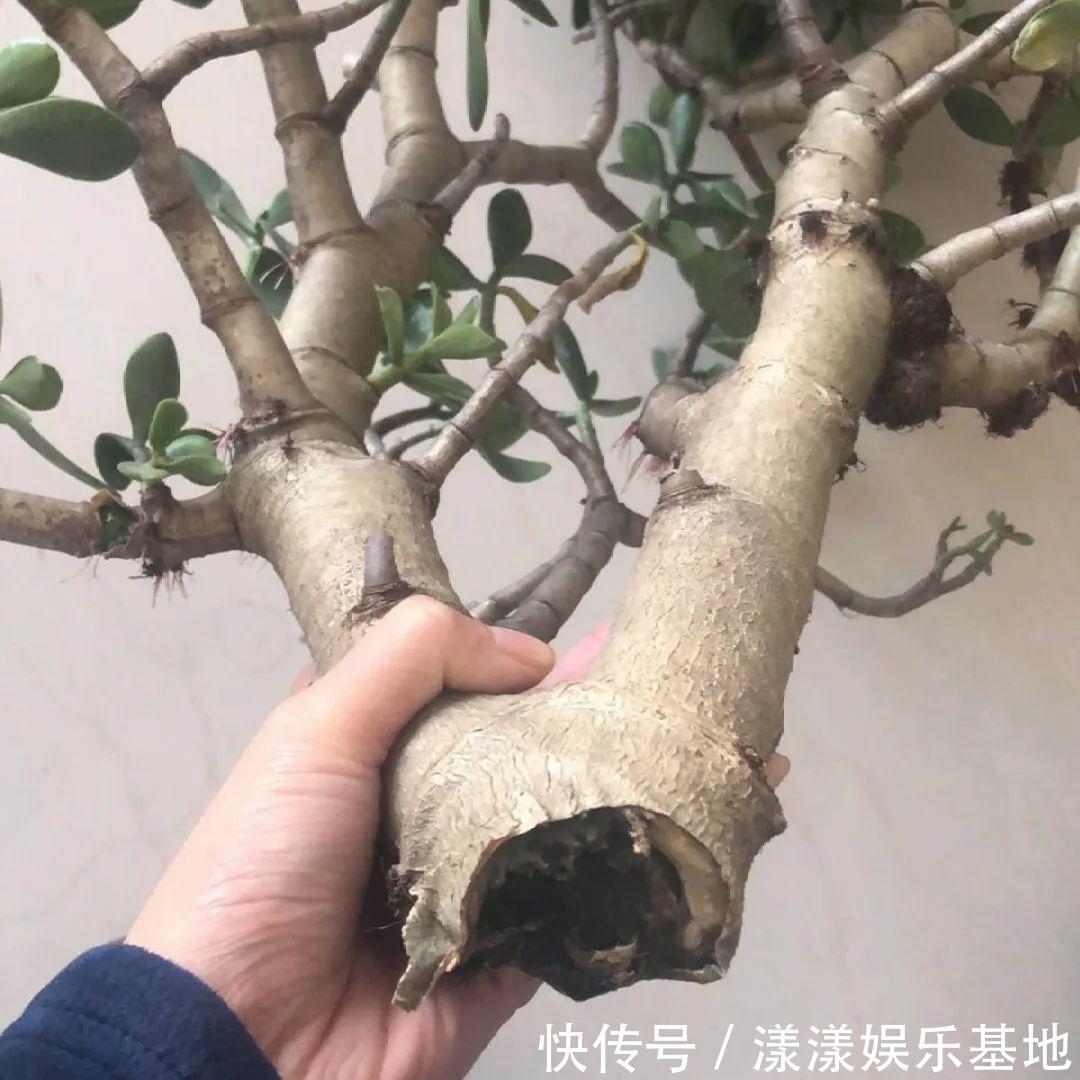 10种花要控水,天热反而不能浇,一浇水就死