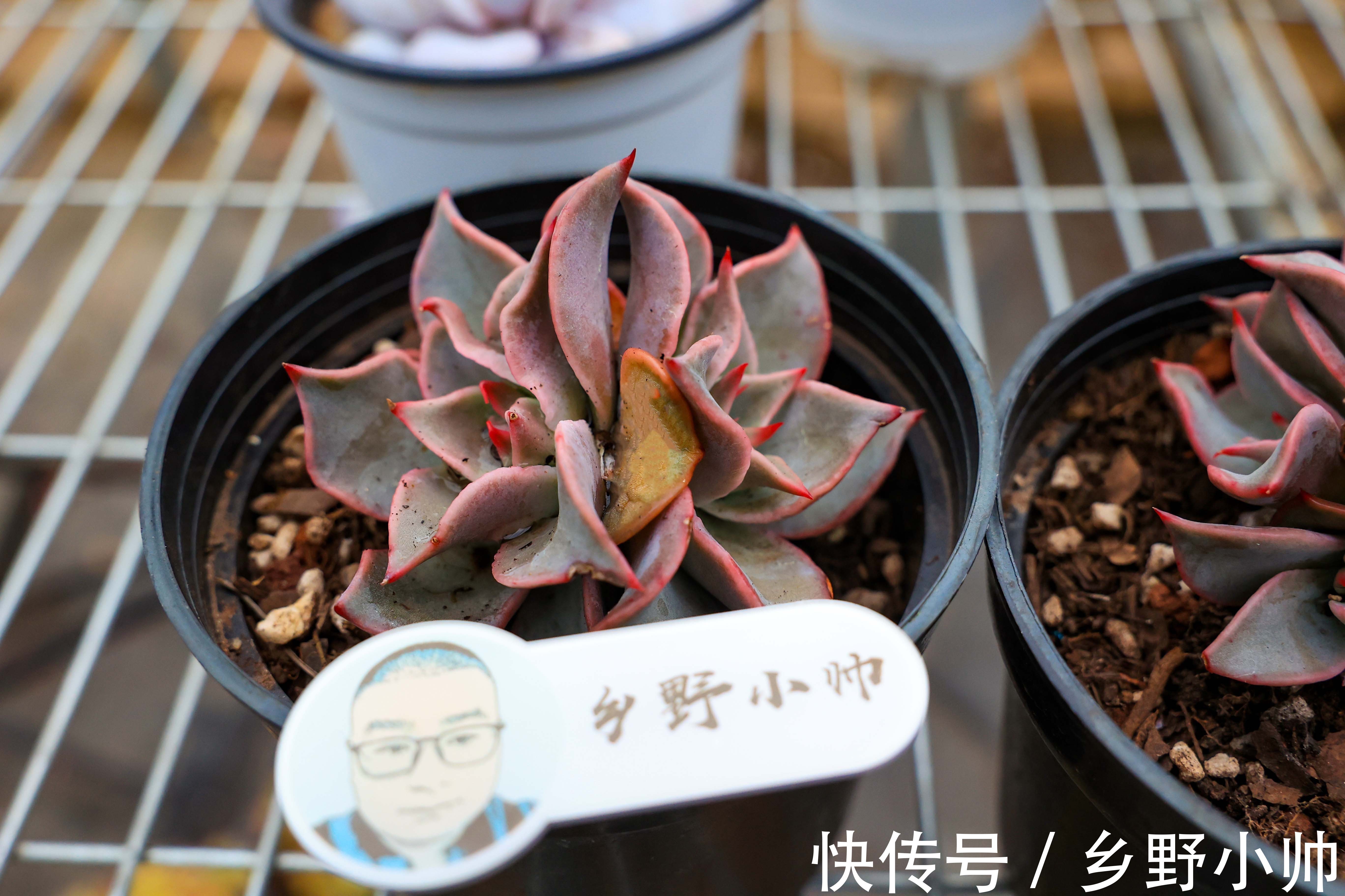 小帅说肉：饺子皮是多肉的“黄金生长期”，夏天养护要注意这些