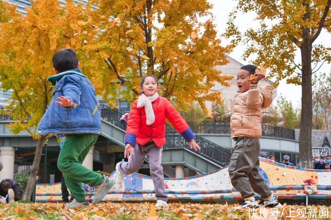 花园|百年花园中的银杏迎来颜值“巅峰”，观赏季将持续至12月中下旬