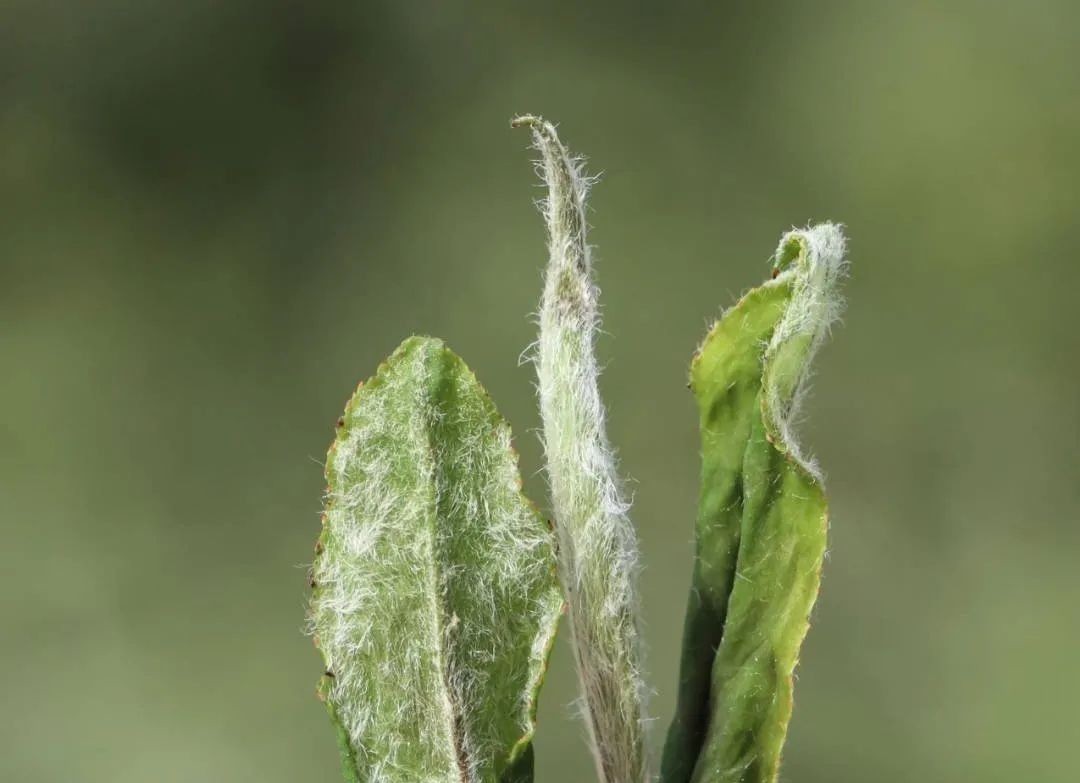 定制|多年转化后,为什么枣香成了寿眉饼茶的专属定制?
