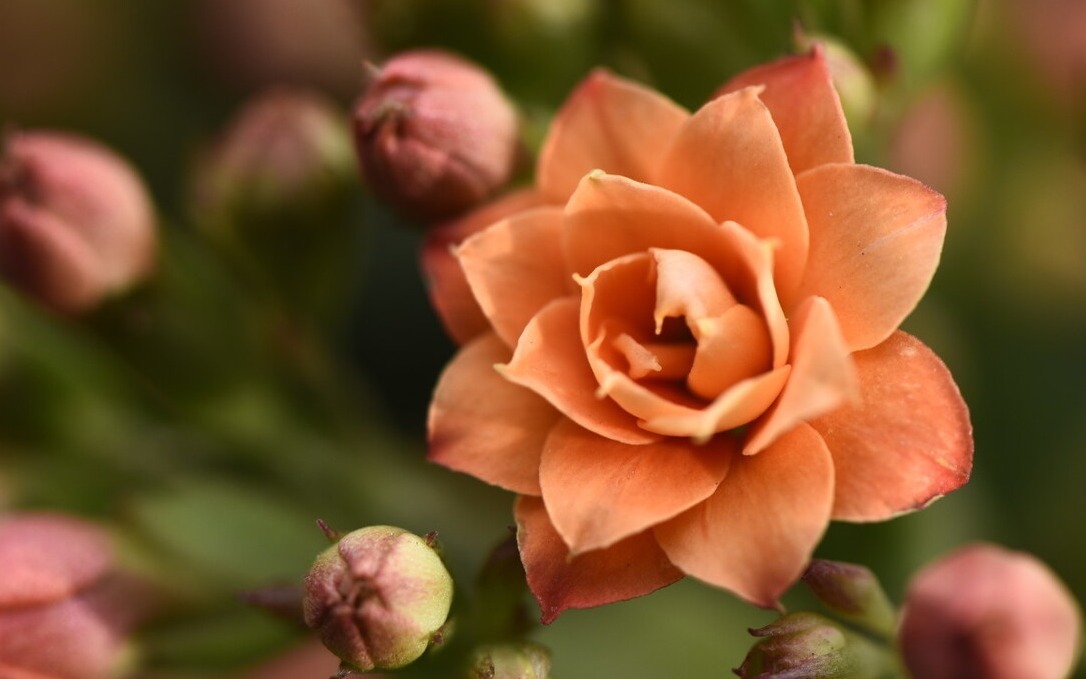 天气转暖,建议少买4种花,观花时间短不说,还难度夏