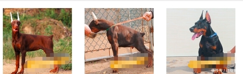 主持人乐嘉近况真惬意！养2万元进口宠物狗，开百万豪车兜风