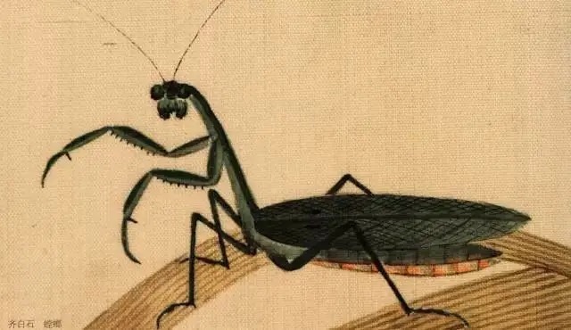 蝈蝈$国画技法图典——草虫篇:蝗虫 蚂蚱 蝈蝈 螽斯 螳螂 蟋蟀