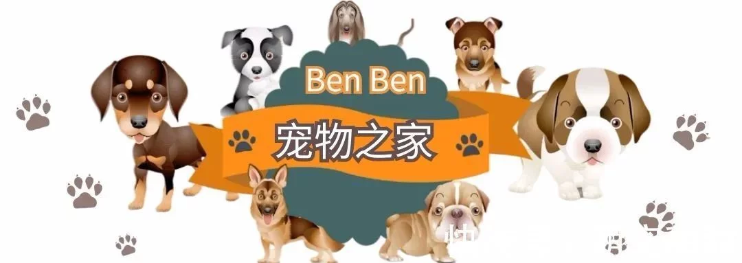 世界上智商最高的狗狗：边境牧羊犬智商最高