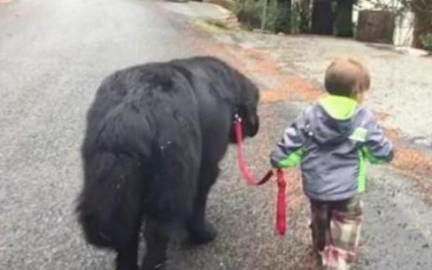 宠物狗|2岁宝宝生气离家出走,出走时还不忘牵着宠物狗,路人哭笑不得