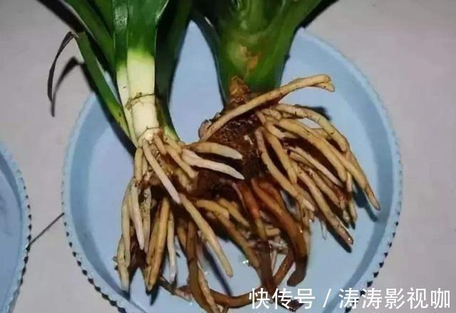 溶液|药片过期不知道该怎么处理养花就用上它们,可一举两得