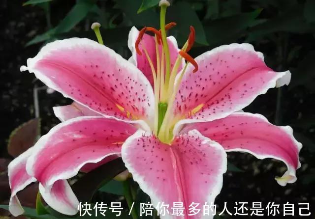 栀子花|适合家里养的十种带有香味的花,你家里有吗?