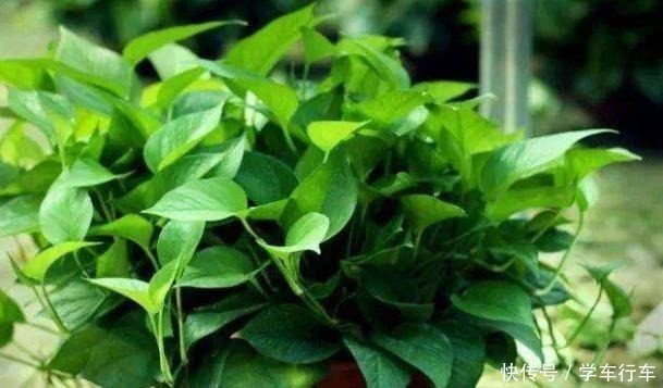 浇水|李大爷养花,真厉害,养啥“旺”啥,到底用了什么“好方法”!