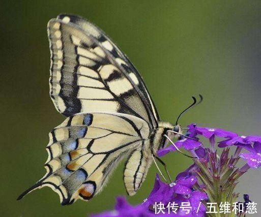 漂亮|塔罗占卜：哪只蝴蝶最漂亮？测出今生最爱你的人到底是谁