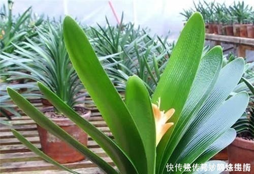 磷酸二氢钾|养君子兰,浇1杯“营养液”,7天冒花苞,花朵鲜艳,越长越美!