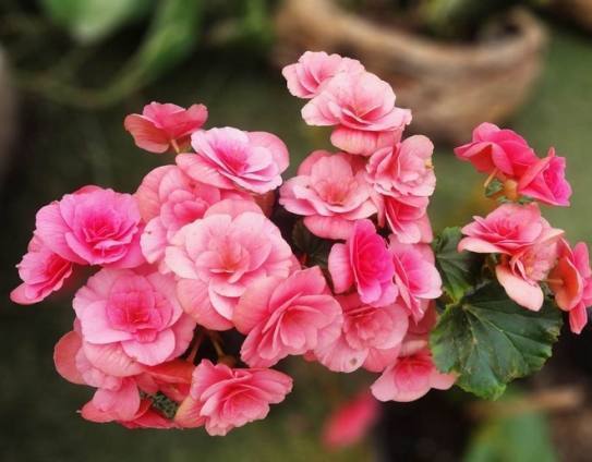 一种比月季花期还长的盆栽花卉,花开艳丽,比绿萝君子兰都好养!