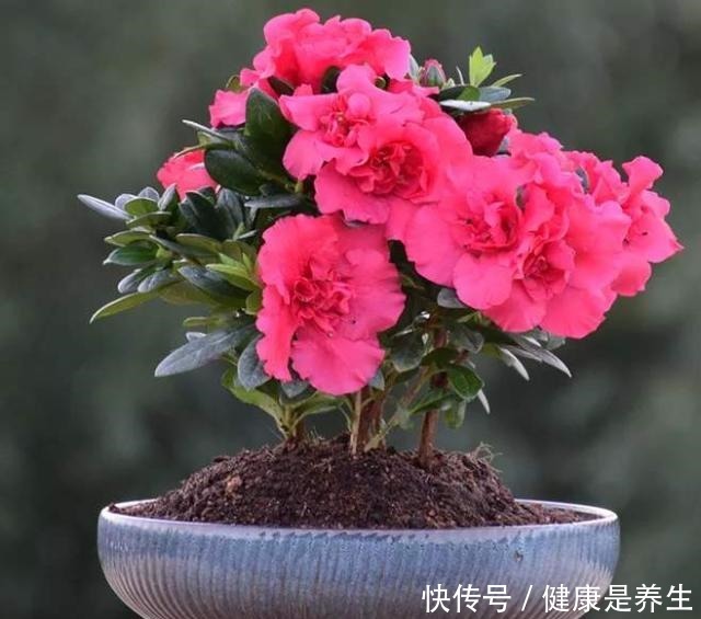 有“2种花”适合摆家中，不仅观赏性好，还是空气的“指示标”呢！