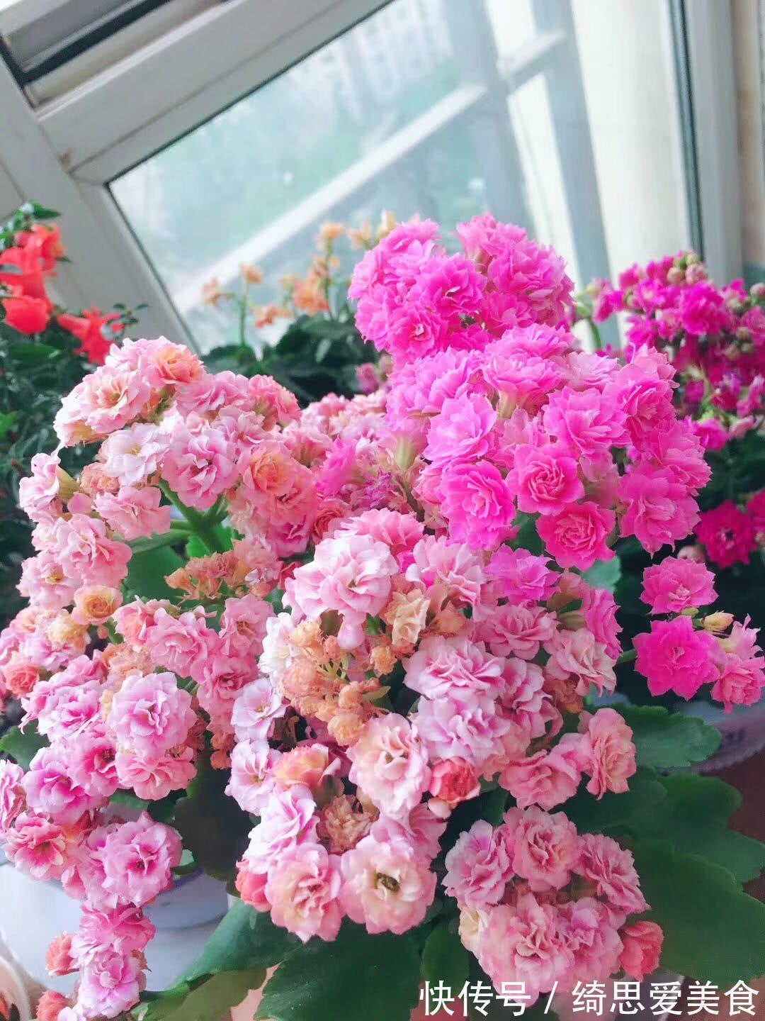 客厅想养“健康花”,建议从这12种里面选,不仅养人,还大气吉祥