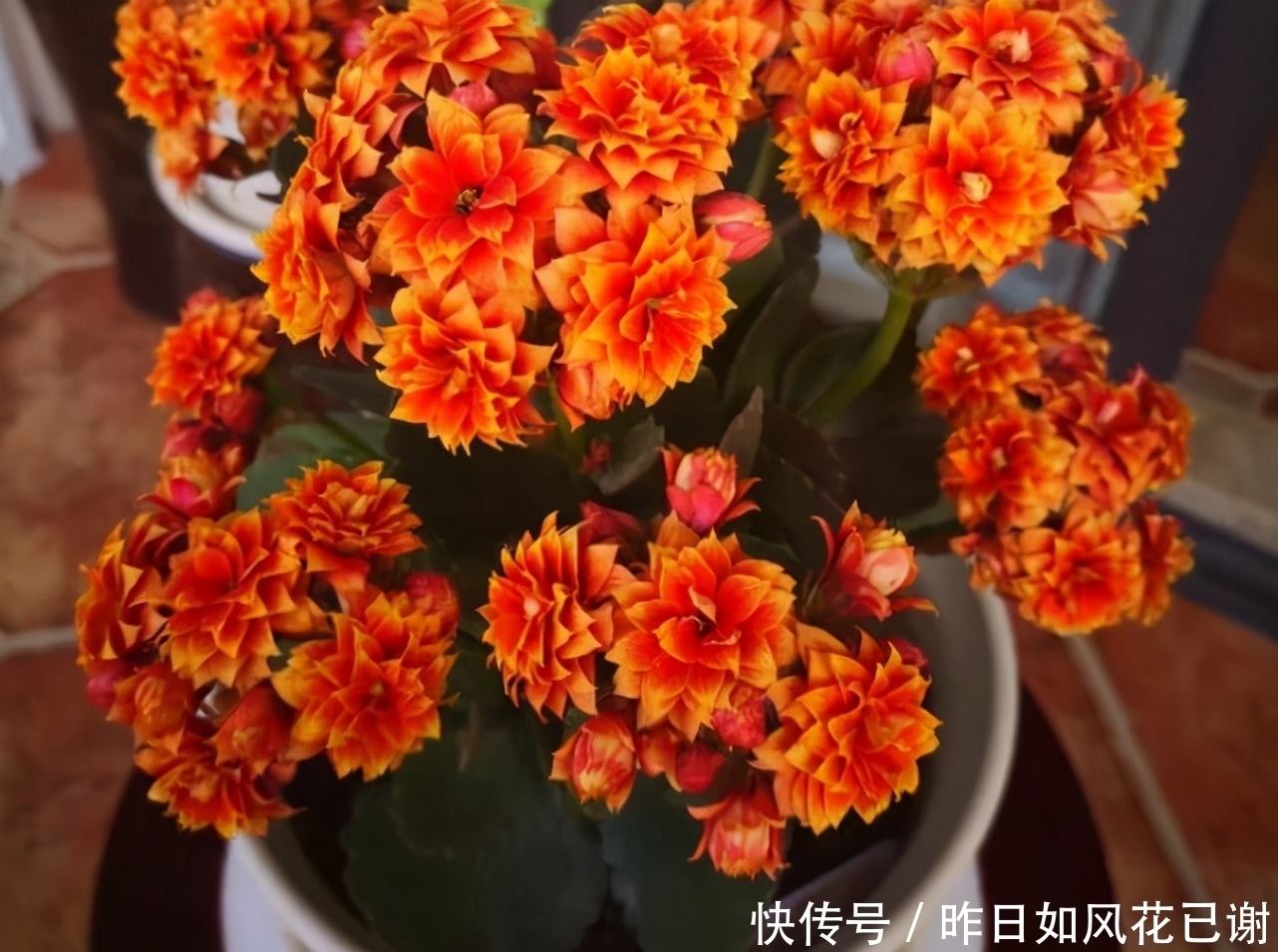 低于10度，5种花要赶紧“断水”，爱花人早了解