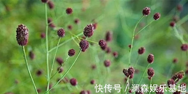 极品|这草能长半人高，是极品中药，但农民不识货，常当野草除掉！