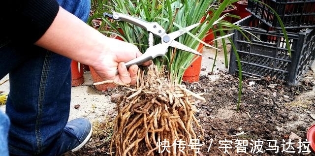 兰花分株的正确方法有哪些?新手兰友速成技巧,简单又实用