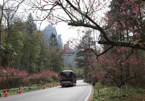 潼南|赏梅黄石寨,踏春正当时