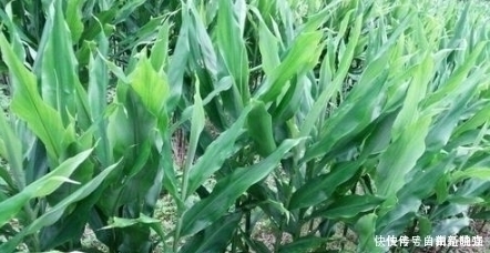 南方1种野菜，叶子似生姜，我国很少人吃，出口日本被称亚洲人参