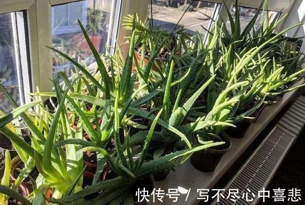 陶冶性情盆栽这5款植物，观赏价值高，新手都能轻松养活