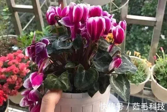 非洲菊|这些花草不要往叶面上喷水，否则只剩下花盆