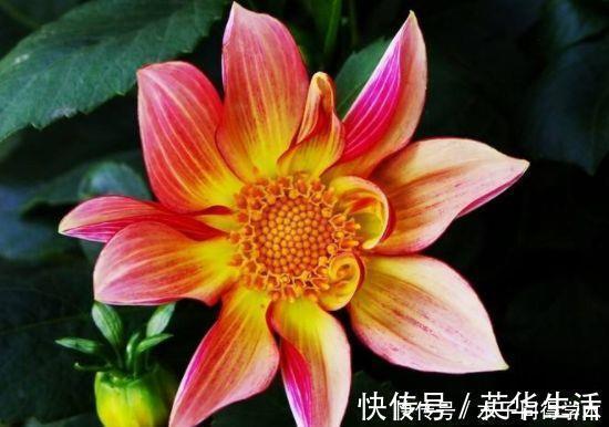 牡丹|4种花漂亮不输牡丹,可盆栽种植,四季开花,很值得拥有