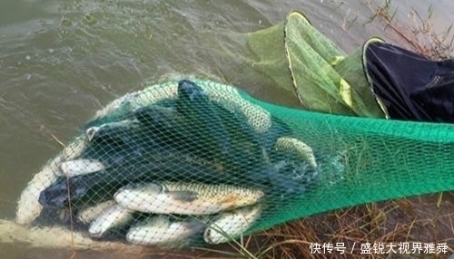 地方|初夏草鱼都藏在这三种地方,找到就能连竿,找不到大机率要空军。