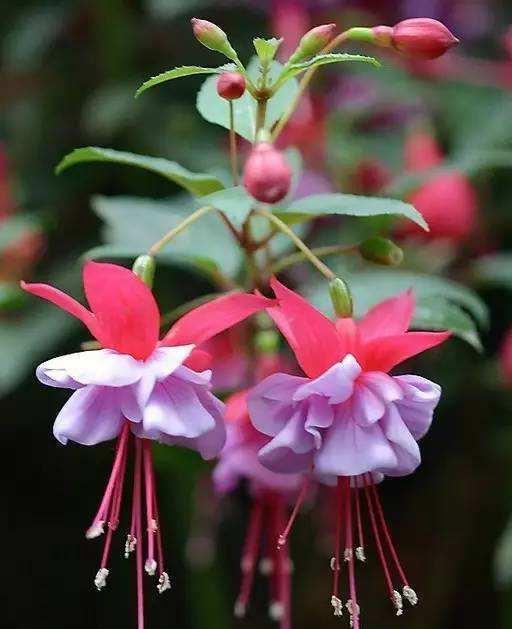 金钟|倒挂金钟叶子发黄怎么回事，这样就轻松解决倒挂金钟叶黄问题