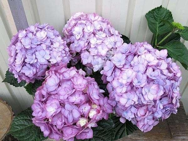 绣球花|托尼老师教您修剪绣球花,记住简单两点,拿剪刀的手再也不抖啦