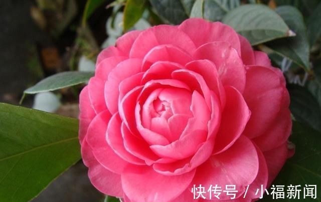 茶花|别再养绿萝了,此花好养易活,花开四季,比玫瑰花香,比牡丹花艳