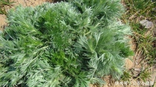 常见|农村常见野草酷似艾草,其实算万能药材,做饺子也是一绝