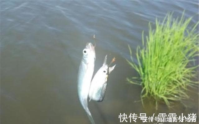 调漂方法大全:图解无子线调漂,小鱼闹窝、流水走漂,就用这方法