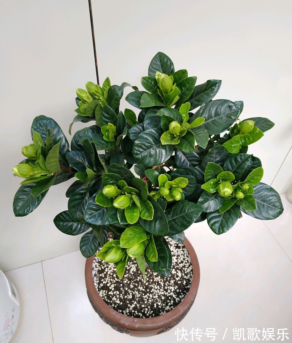 茉莉花|刚买的栀子花、茉莉花,哗哗掉叶子,学会3招,花苞又多又香