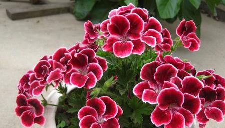 家里养天竺葵，了解掌握几个要点，侧芽蹭蹭长，花朵不见叶