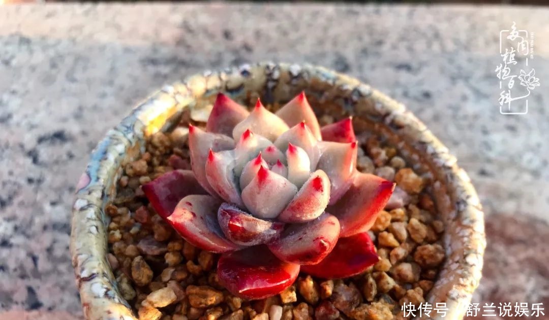 楼顶的多肉,让我的生活无意间打开了一个新世界!